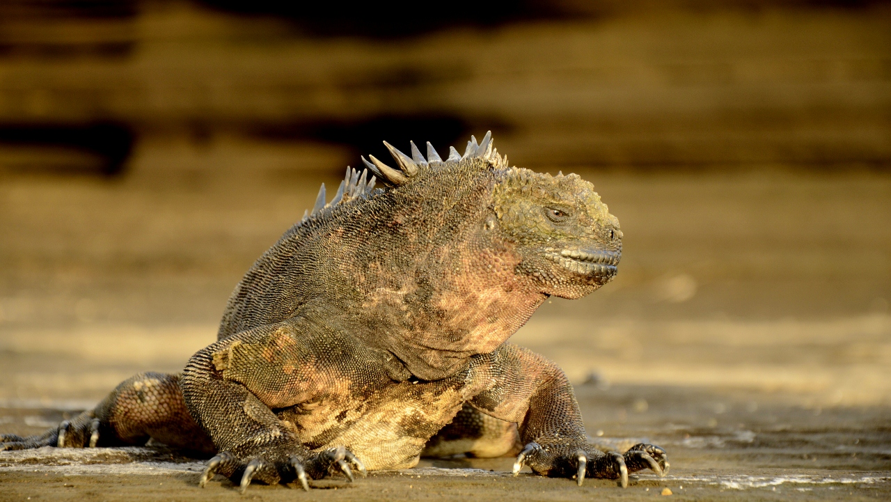 Iguana Marina PuertoEgas