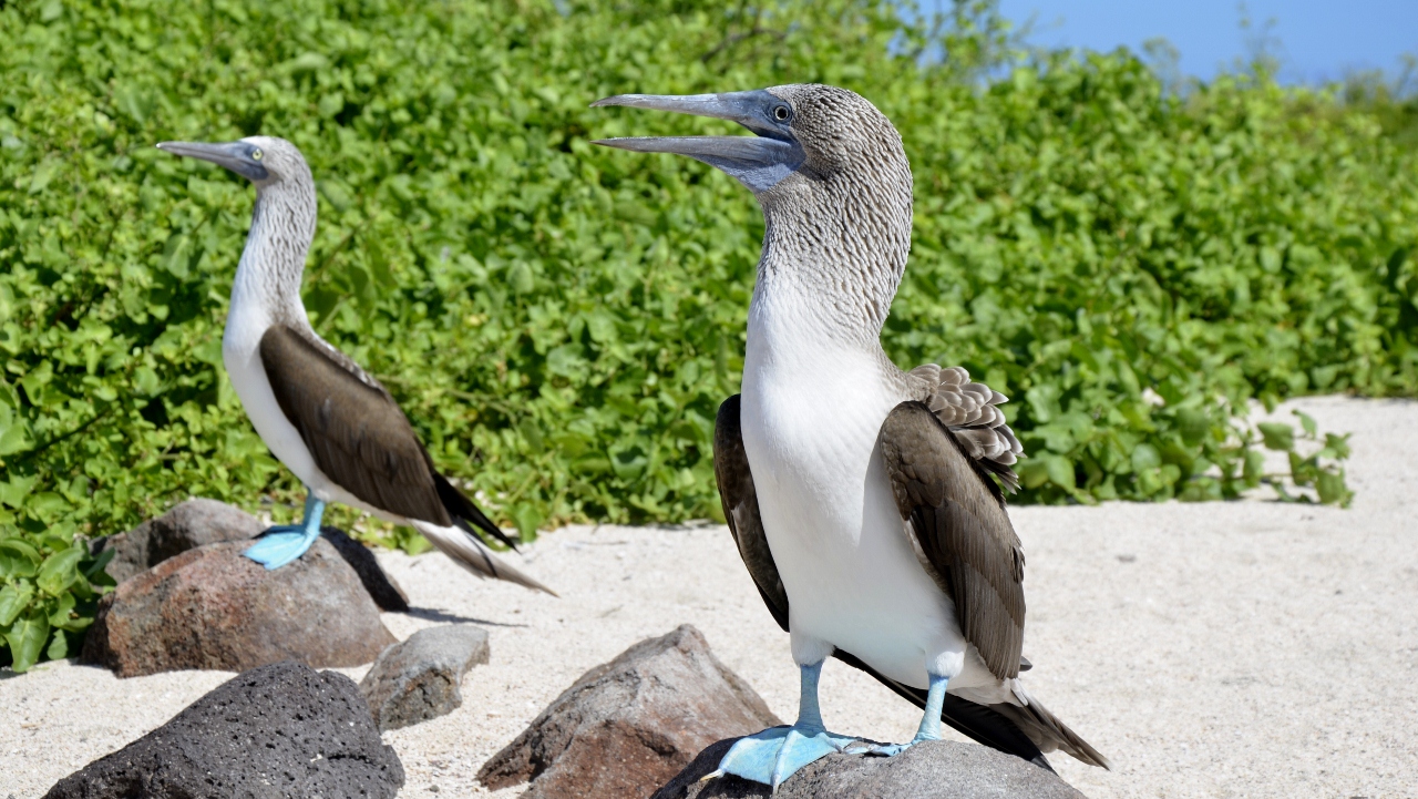 Pareja de Piqueros Patas Azules
