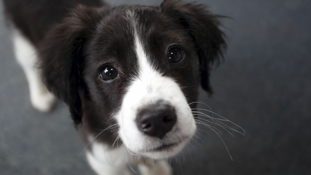 border collie puppy