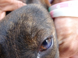 Corneal cloudiness in a dog suspected of having distemper