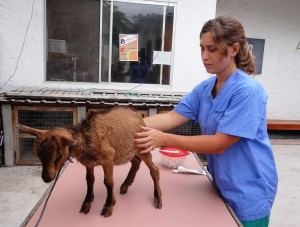 Goats need doctors too!