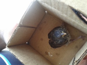 Baby Finch!!