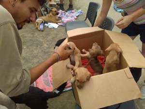 earthquake puppies