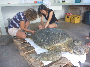 10_19_Parque Nacional Turtle (11)