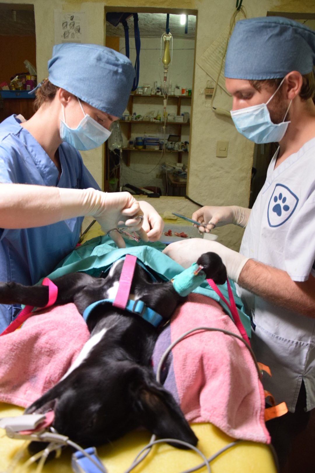 Darwin Animal Doctors | Jay, the photo story of a spay surgery
